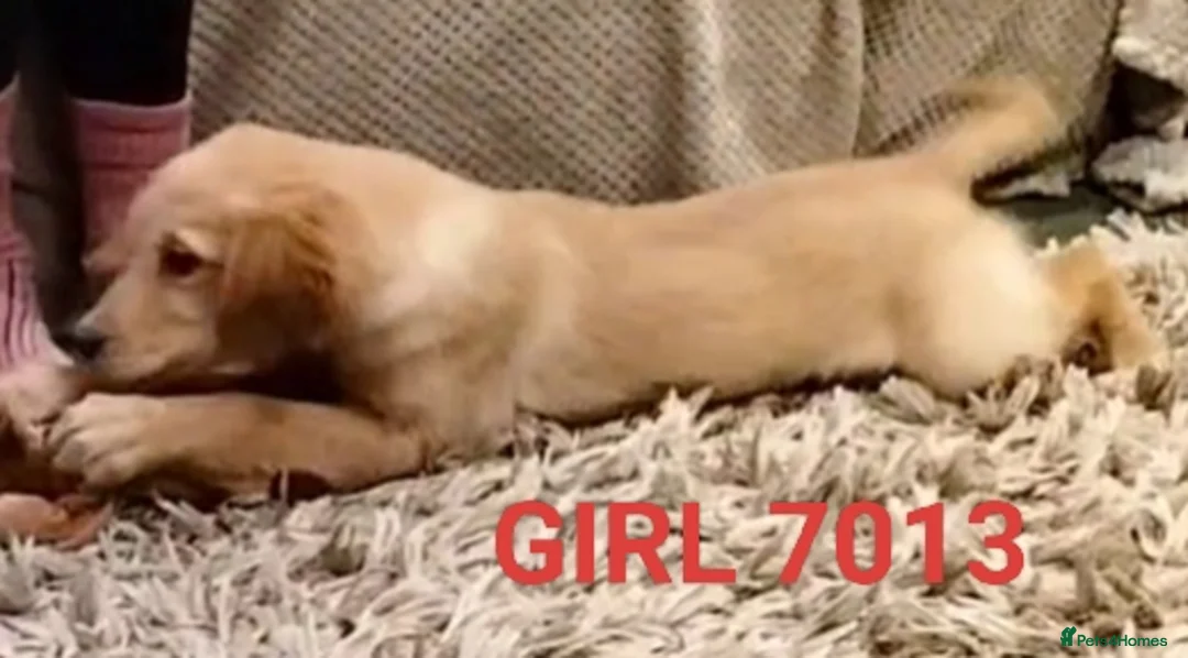 Golden Retriever dogs for sale: GOLDEN RETRIEVER PUPS - Advert 16