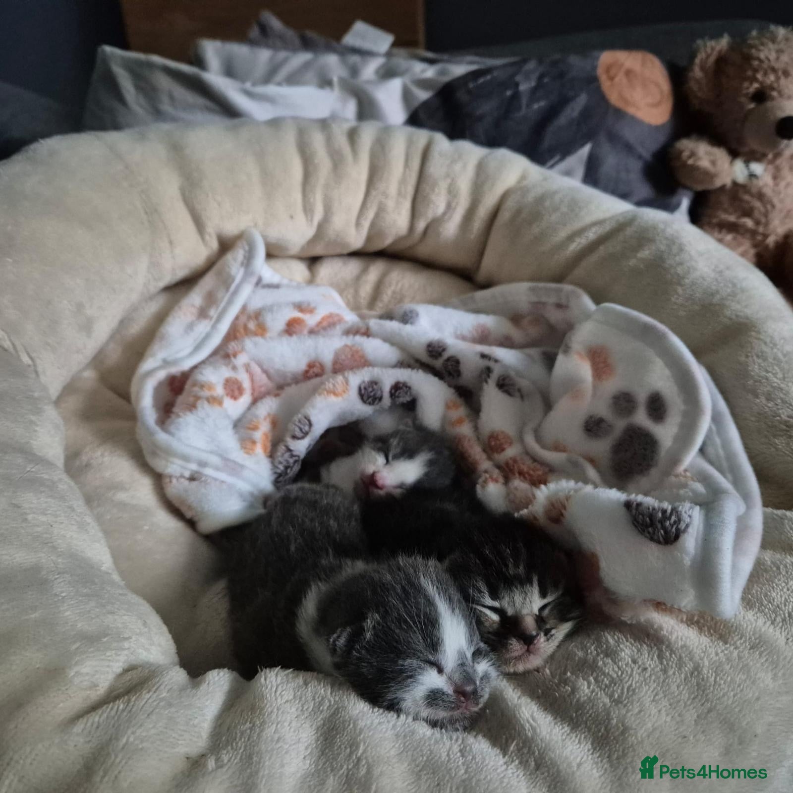 Mixed Breed cats Rescue cat, Dolly's kittens- 1 boy and 1 girl left - Advert 1