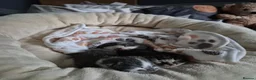 Mixed Breed cats for adoption: Rescue cat, Dolly's kittens- 1 boy and 1 girl left - Advert 1