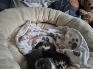 Mixed Breed cats Rescue cat, Dolly's kittens- 1 boy and 1 girl left - Advert 13