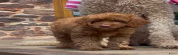 Cockapoo dogs for sale: Affectionate toy Cockapoo girls  - Advert 9