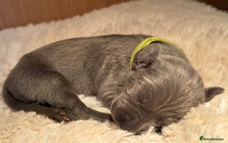 Weimaraner dogs for sale:  KC Reg Weimaraner Pups from Champion Bloodlines ✨ - Image 14