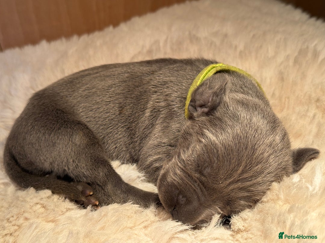 Weimaraner dogs for sale:  KC Reg Weimaraner Pups from Champion Bloodlines ✨ - Image 14