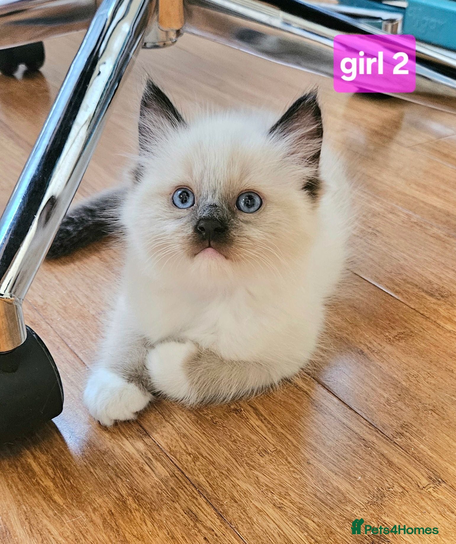 Ragdoll cats Stunning Ragdoll Kittens Available - Advert 2