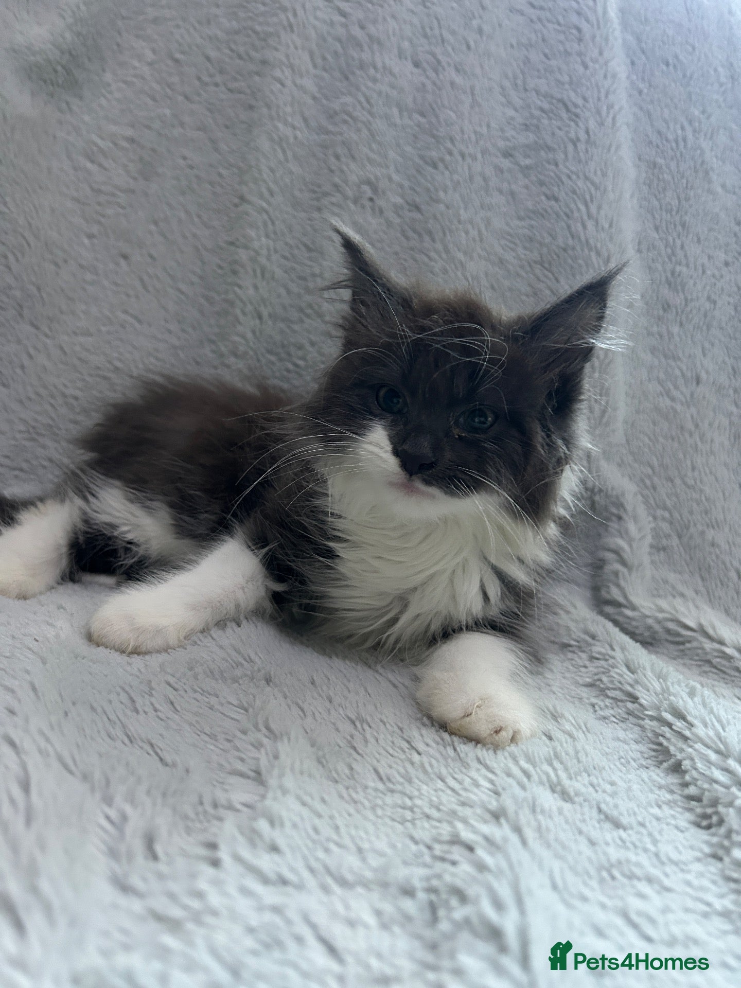 Mixed Breed cats long hair kitten  - Advert 2
