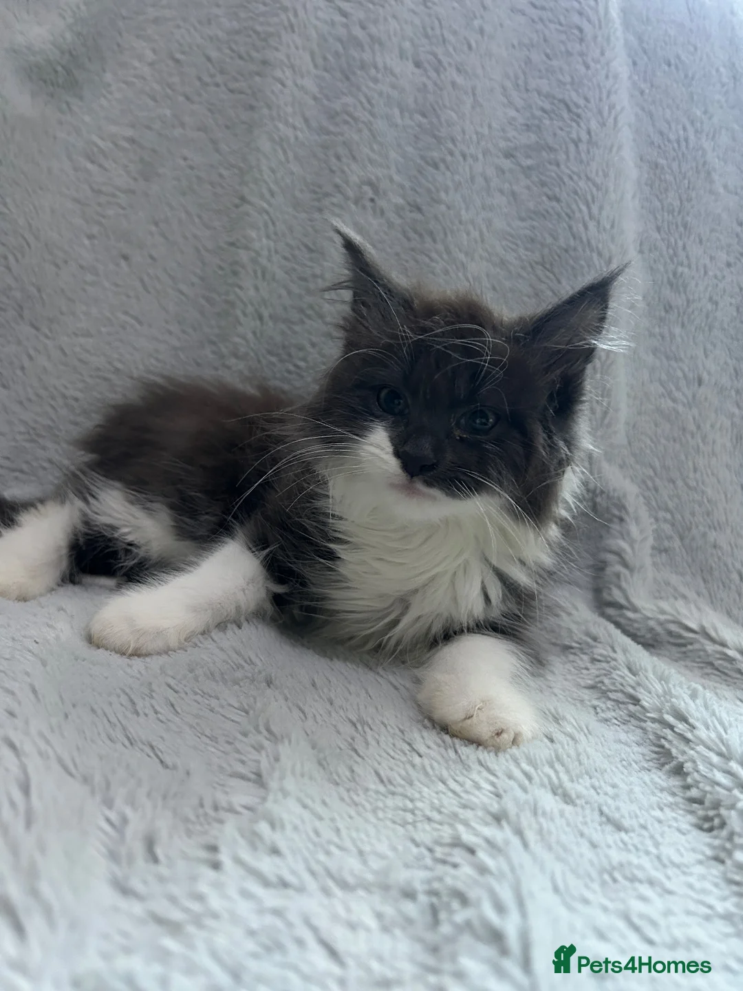 Mixed Breed cats for sale: long hair kitten  - Advert 1