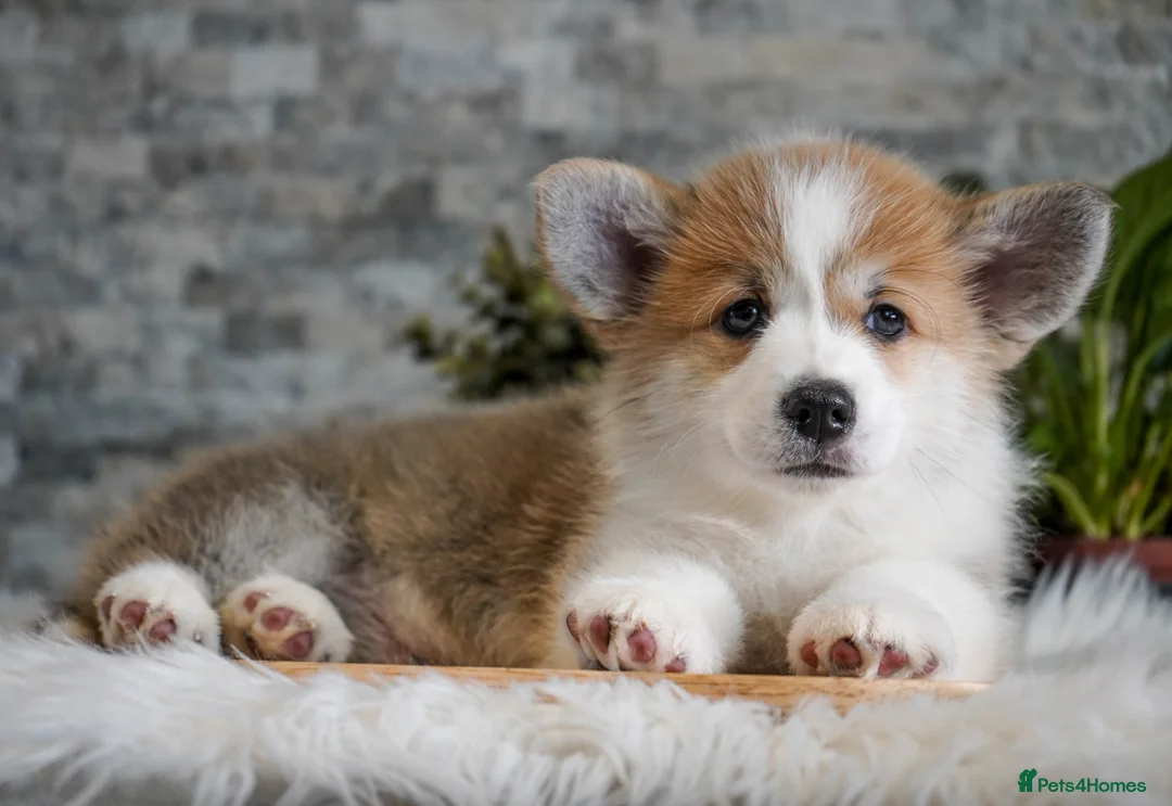 Welsh Corgi Pembroke dogs for sale: Welsh Corgi (Pembroke) - Advert 8