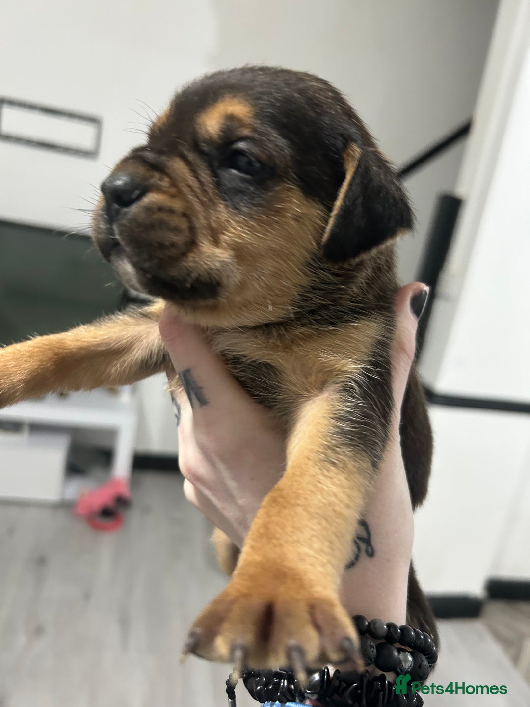 Mixed Breed dogs for sale: A beautiful litter of Rottweiler/staff/mastiffs - Advert 31