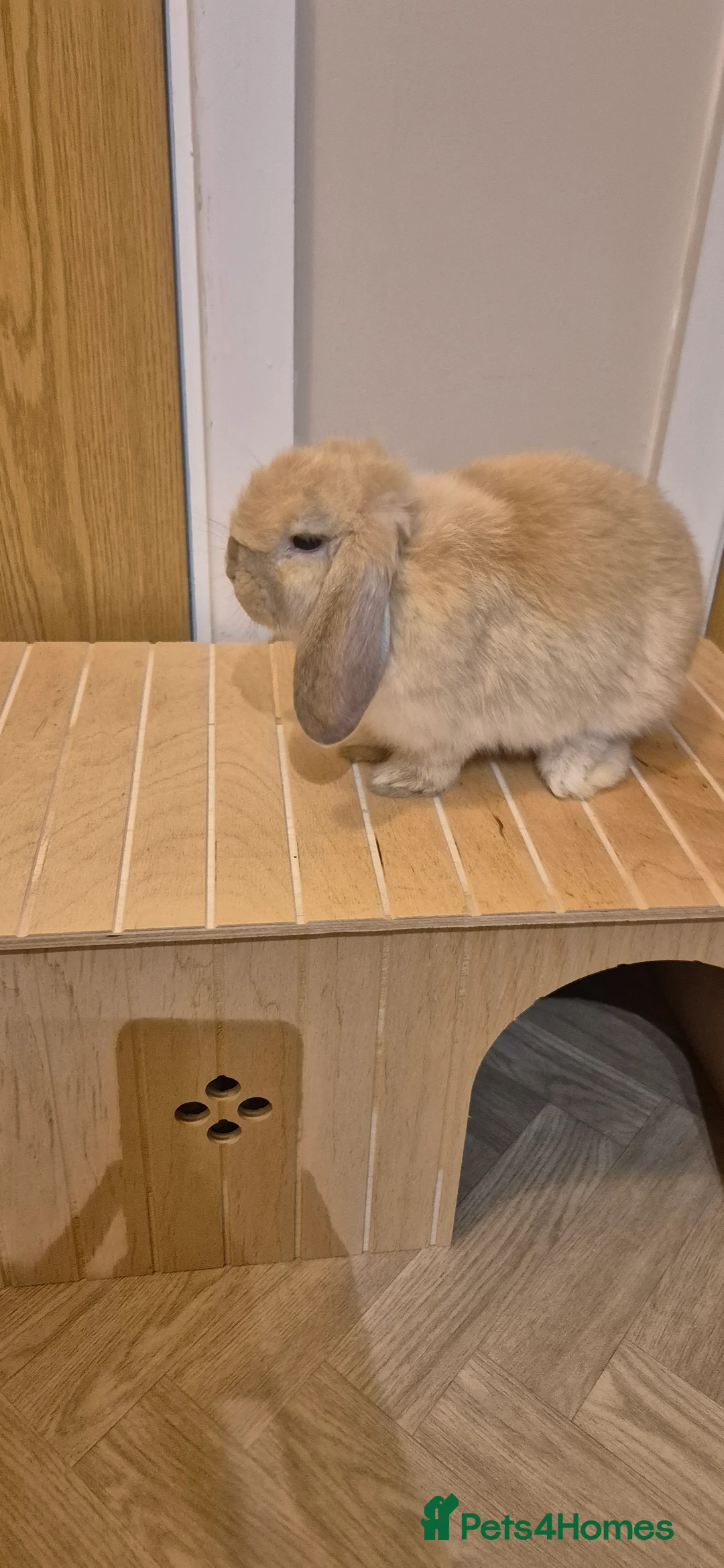 Mini Lop rabbits for sale: Female mini lop - Advert 2
