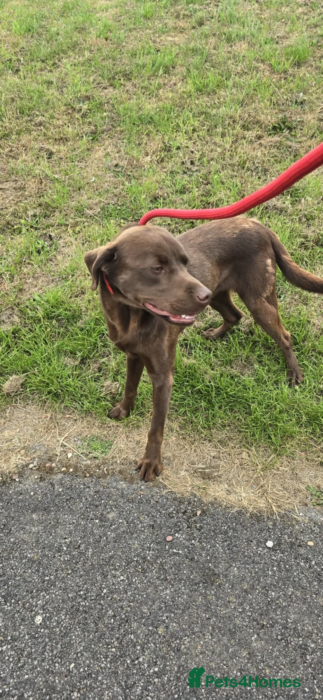 Labrador Retriever dogs for sale: Kc chocolate Labrador  - Advert 1