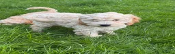 Cockapoo dogs for sale: Red & Apricot Cockapoo Puppies in Airdrie - Advert 15