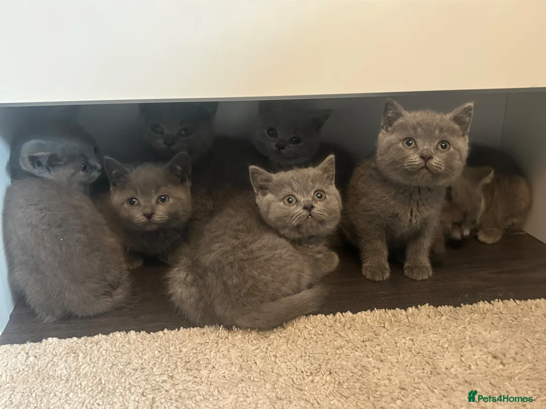 British Shorthair cats for sale: Beautiful British Blue Shorthair *READY NOW* - Advert 1
