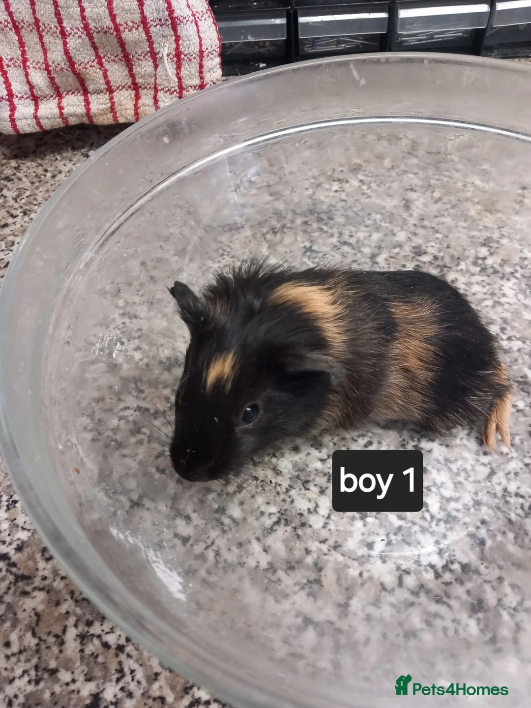 Guinea Pig rodents for sale: Baby boy guinea pigs ready now  - Advert 2