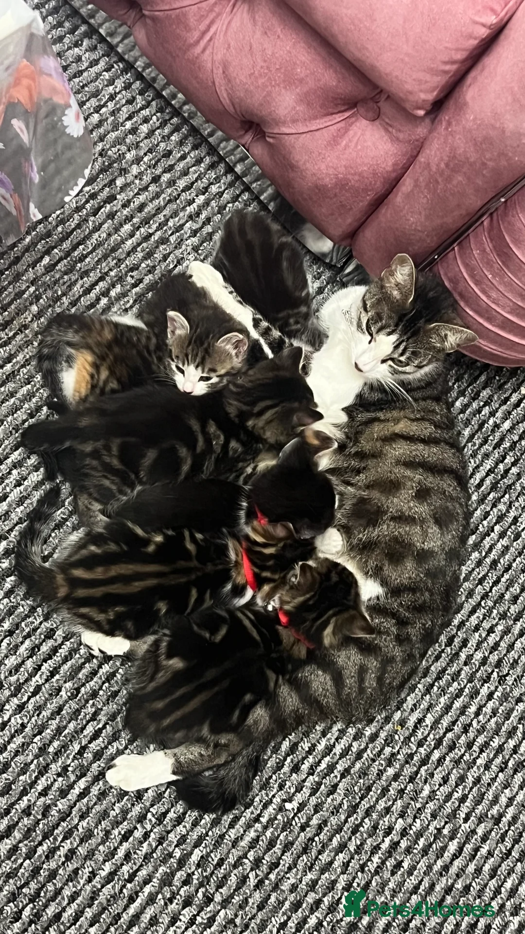 Domestic Shorthair cats for sale: Tuxedo Boy Ready To go Now❤️ - Advert 6