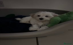 Maltese dogs for stud: Kc proven stud  - Image 3