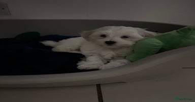 Maltese dogs - Advert 5
