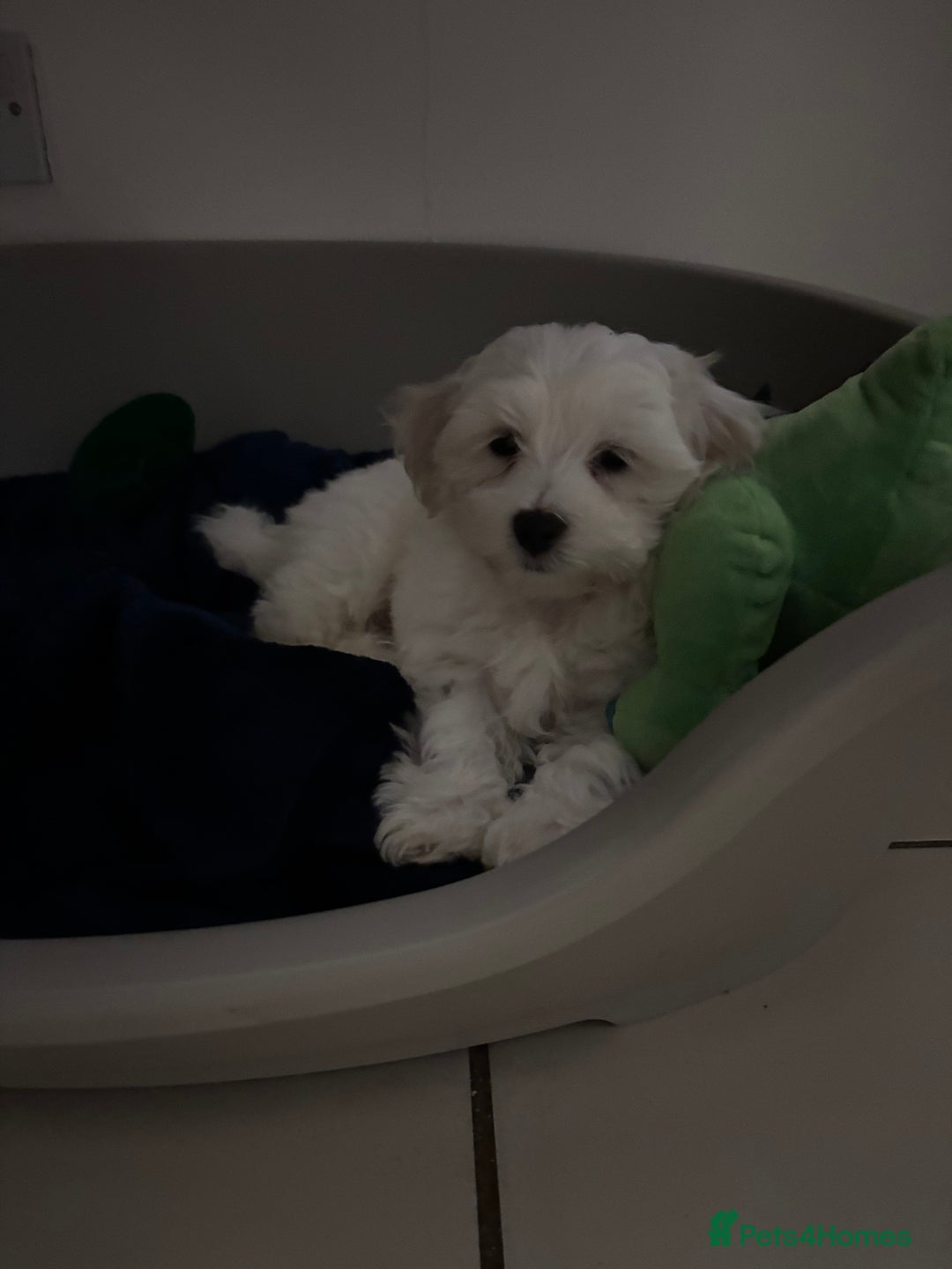 Maltese dogs for stud: Kc proven stud  - Image 3