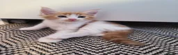 Maine Coon cats for sale: Maine coon MIX kittens  - Advert 21