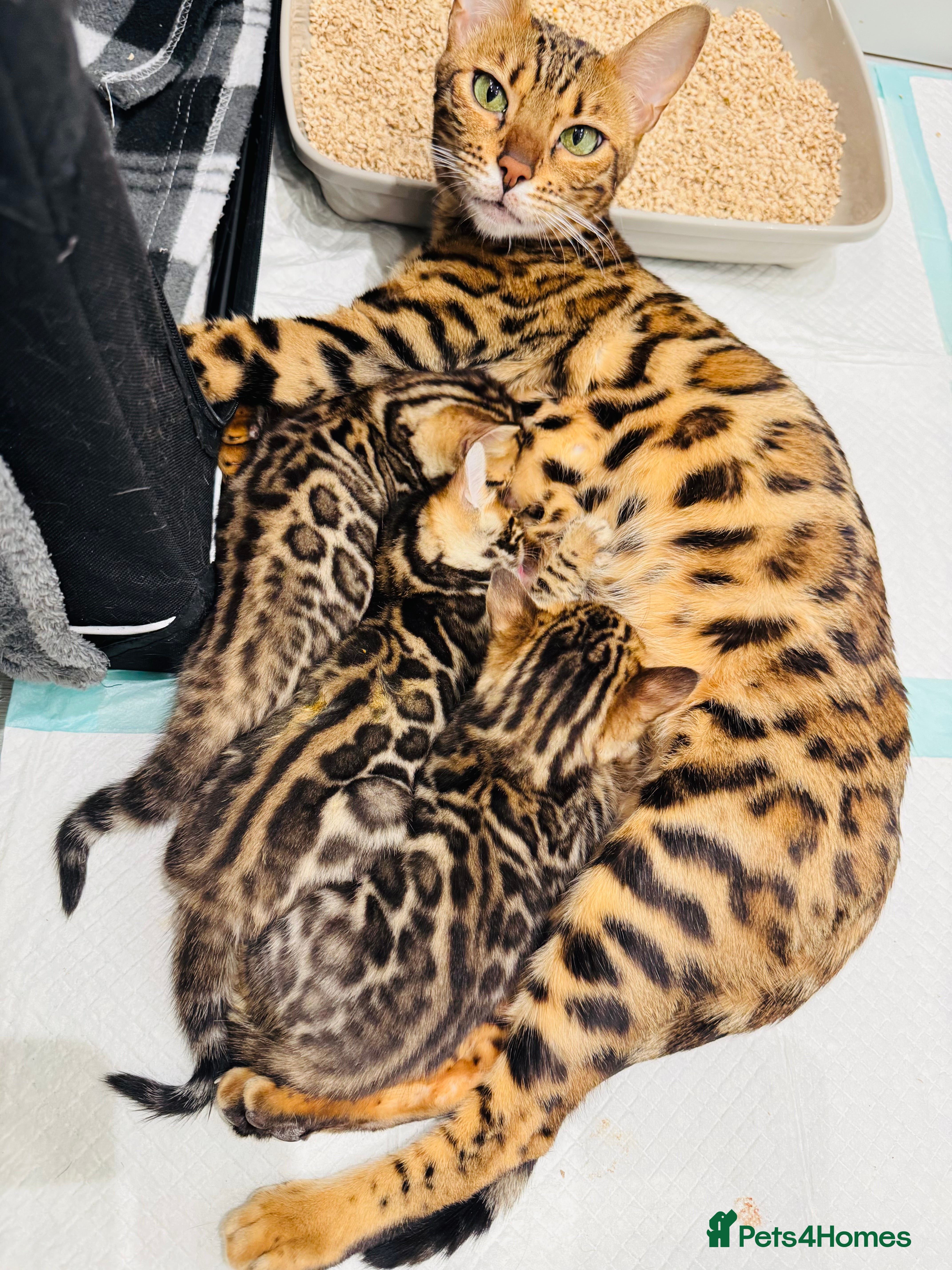 Bengal cats Bengal kittens 🥰🥰🥰🇬🇧🇬🇧🇬🇧 - Advert 1