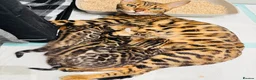 Bengal cats for sale: Bengal kittens 🥰🥰🥰🇬🇧🇬🇧🇬🇧 - Advert 1