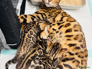 Bengal cats Bengal kittens 🥰🥰🥰🇬🇧🇬🇧🇬🇧 - Advert 2