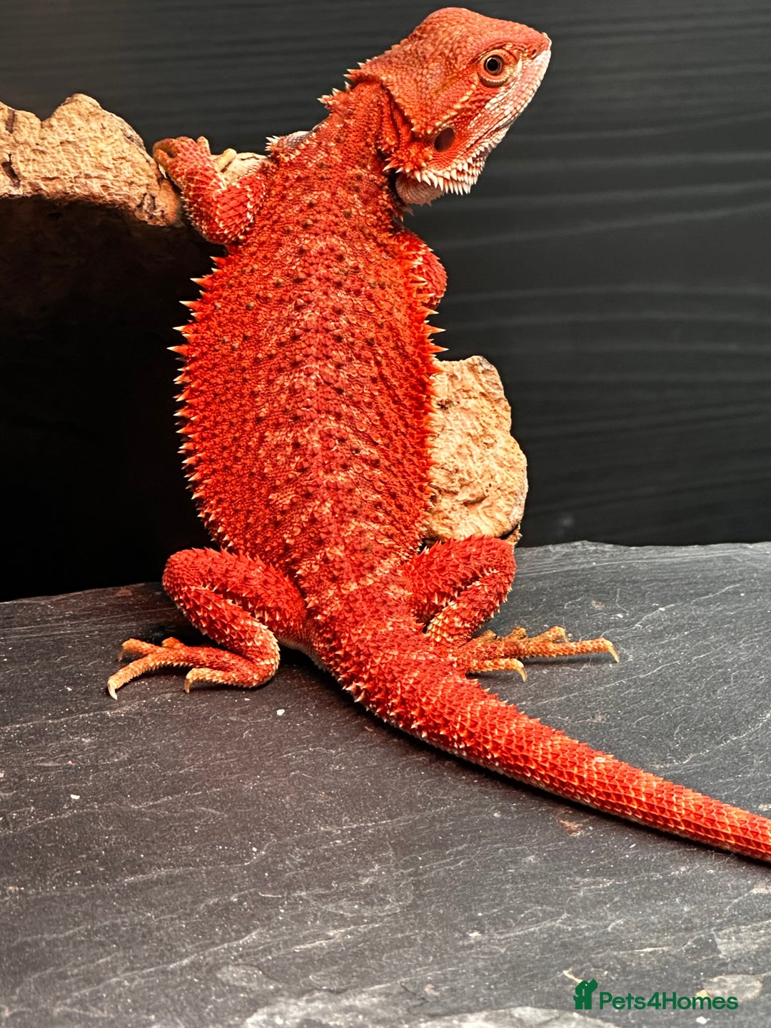 Bearded Dragon reptiles for sale: WOLFGANG x Humbug  - Advert 2