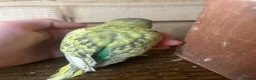 Budgerigars birds for sale: Baby budgies for sale Wigan  in Wigan - Advert 6