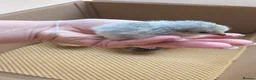 Chickens poultry for sale: Pekin bantam day olds - lots of colours  - Advert 6