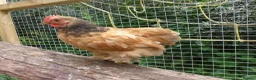 Chickens poultry for sale: Pekin Bantam Cockerels - Advert 8