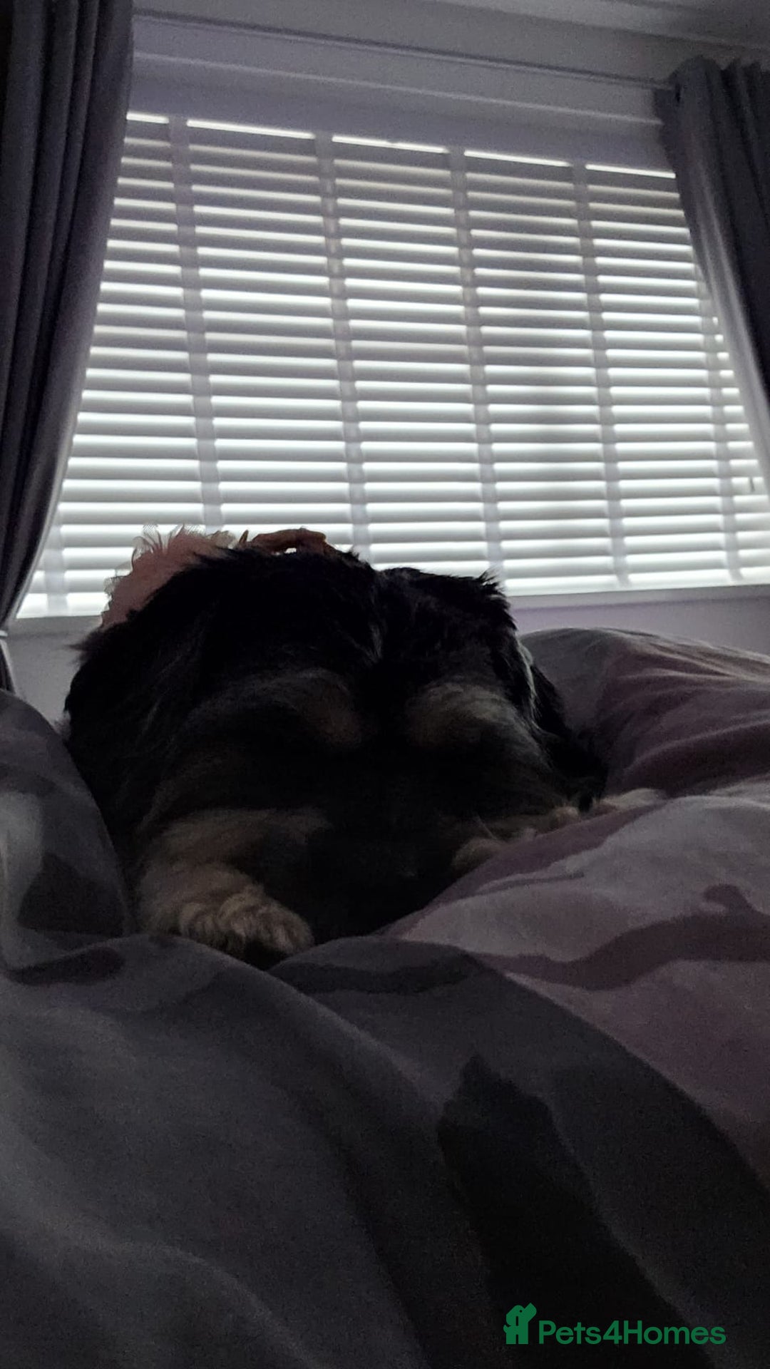 Malshi dogs for sale: Brandi shihtzu x - Image 5