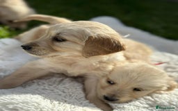 Golden Retriever dogs for sale: 7 kc golden retrievers left  - Image 9