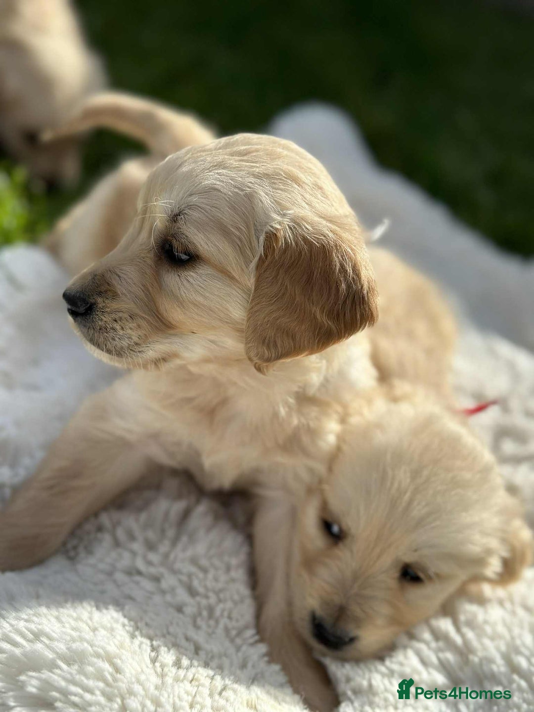 Golden Retriever dogs for sale: 7 kc golden retrievers left  - Image 9