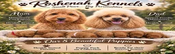 Cockapoo dogs for sale: Gorgeous F1B Miniature Cockapoos  Puppies - Advert 1