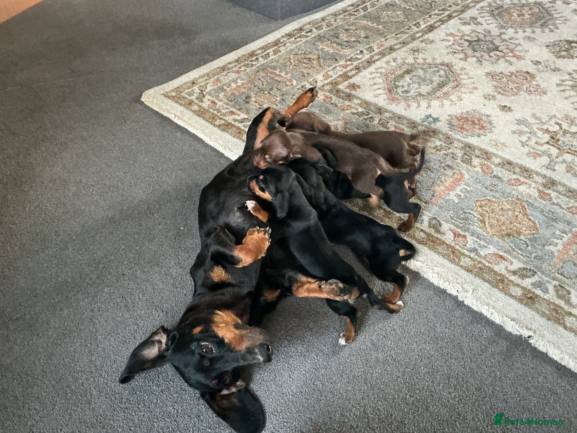 Jackshund dogs Beautiful jackshund puppies  - Advert 1