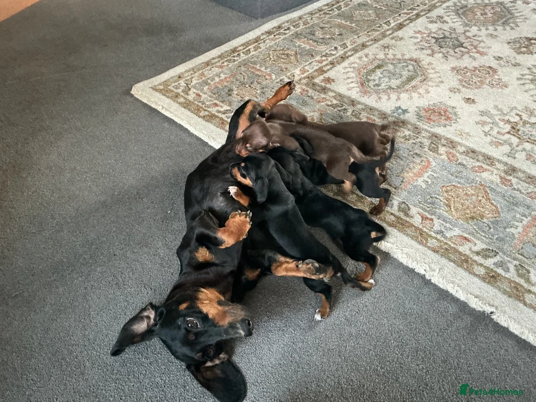 Jackshund dogs for sale: Beautiful jackshund puppies  in Cambridge - Advert 1