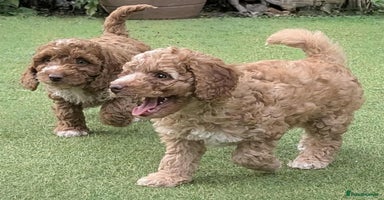 Cockapoo dogs - Advert 5