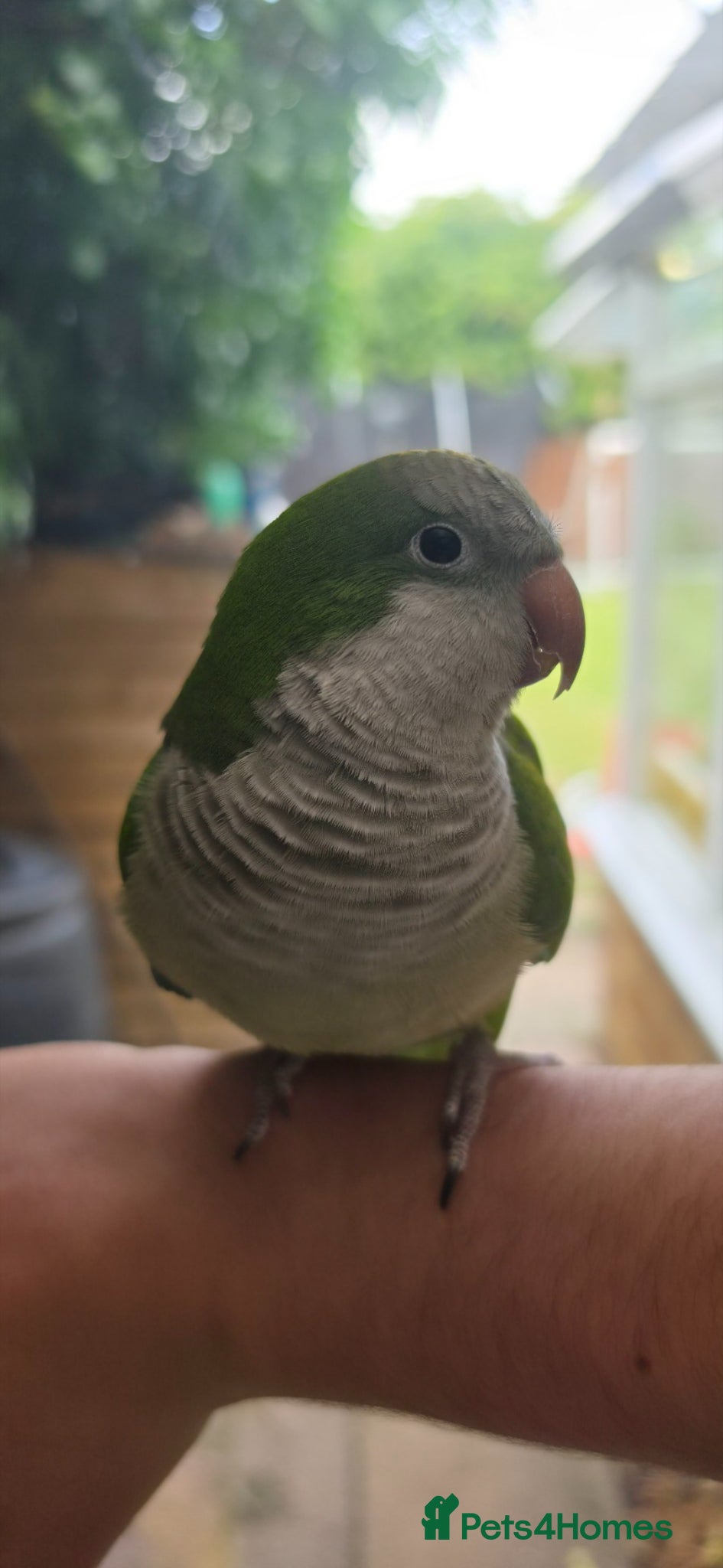 Parakeets birds Super tame green quaker  - Advert 1