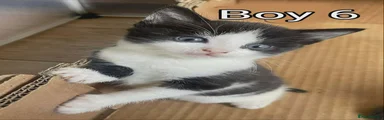 Kitten boy 6