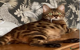 Bengal cats for sale: STUNNING TICA REG Bengal kittens READY NOW  in Blandford Forum - Image 22