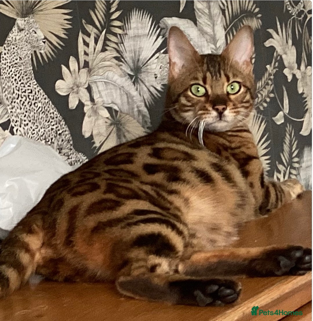 Bengal cats for sale: STUNNING TICA REG Bengal kittens READY NOW  in Blandford Forum - Image 22