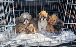 Shih Tzu dogs for stud: Stunning Lavender Dobie Shih Tzu in Motherwell - Image 12