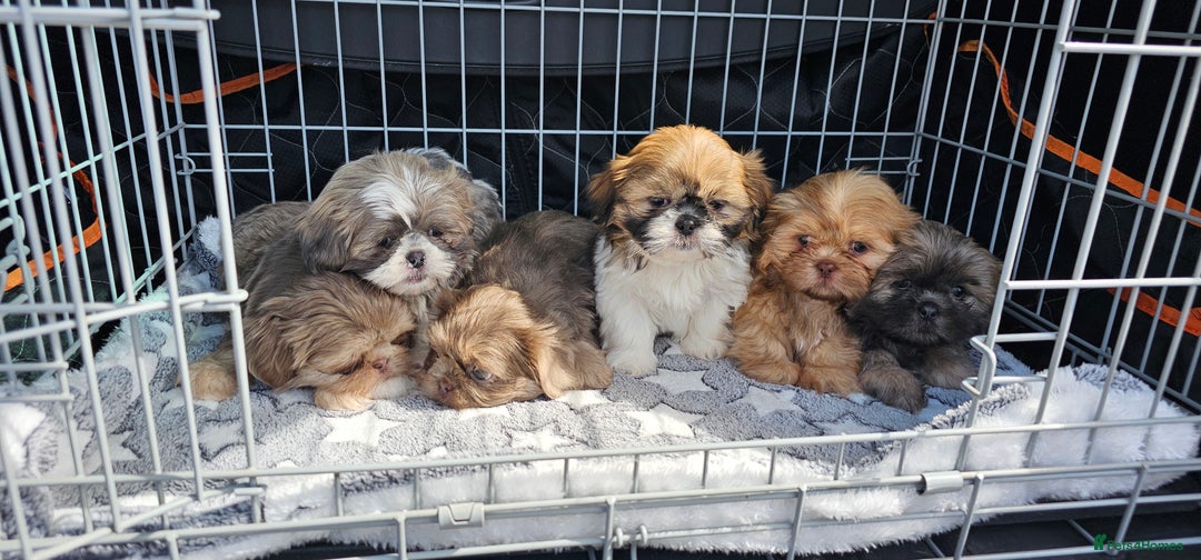 Shih Tzu dogs for stud: Stunning Lavender Dobie Shih Tzu in Motherwell - Image 12