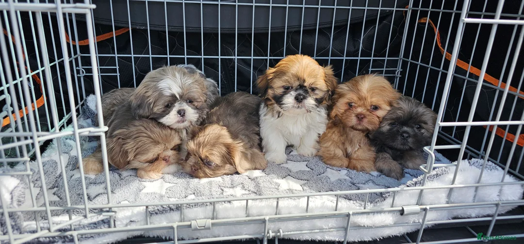 Shih Tzu dogs for stud: Stunning Lavender Dobie Shih Tzu in Motherwell - Advert 10