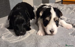 Yorkshire Terrier dogs for sale: Yorkshire terrier biewer puppies  - Advert 1