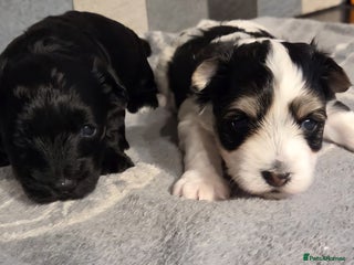 Yorkshire Terrier dogs Yorkshire terrier biewer puppies - Advert 2