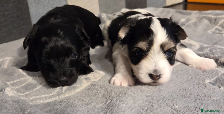 Yorkshire Terrier dogs Yorkshire terrier biewer puppies - Advert 1