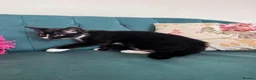 Domestic Shorthair cats for sale: Beautiful Kittens Ready for Their Forever Homes! - Advert 26