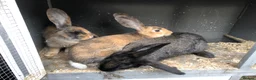 Continental Giant rabbits for sale: Continental Giant Buck Vaccinated Rabbit  - Advert 7