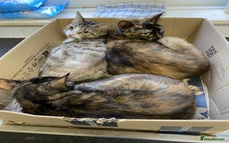 Bengal cats for sale: Three cats to go 2 twins and one bengal cross - Image 1