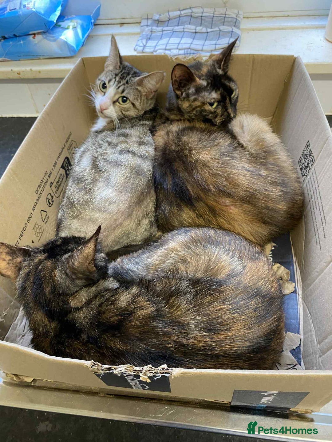 Bengal cats for sale: Three cats to go 2 twins and one bengal cross - Image 1